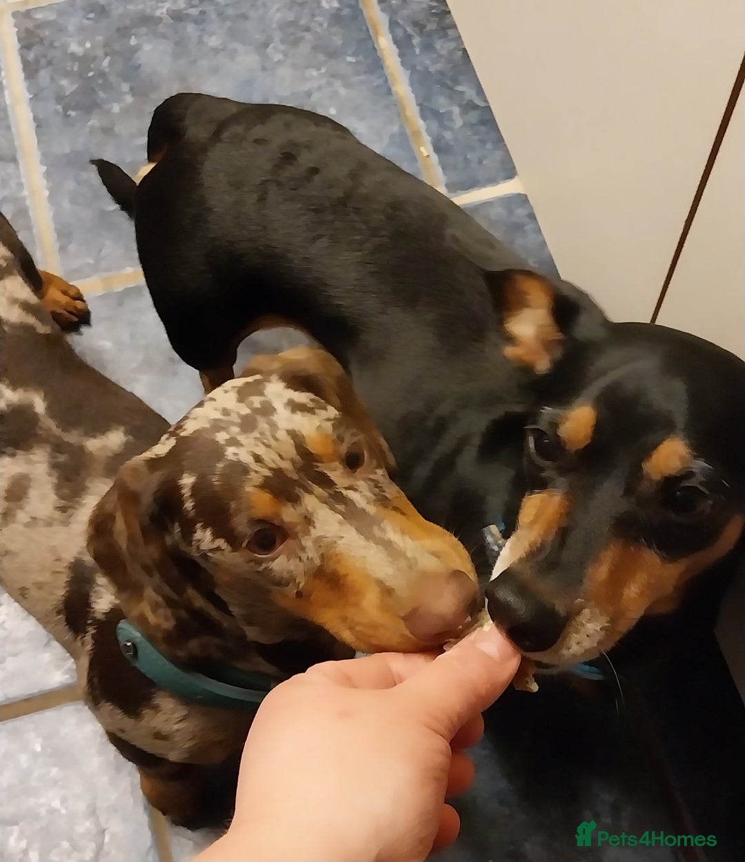 Dachshund dogs for sale: Rudite - Advert 4
