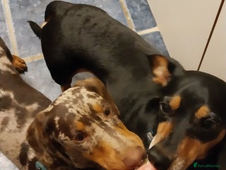 Dachshund dogs Rudite - Advert 20