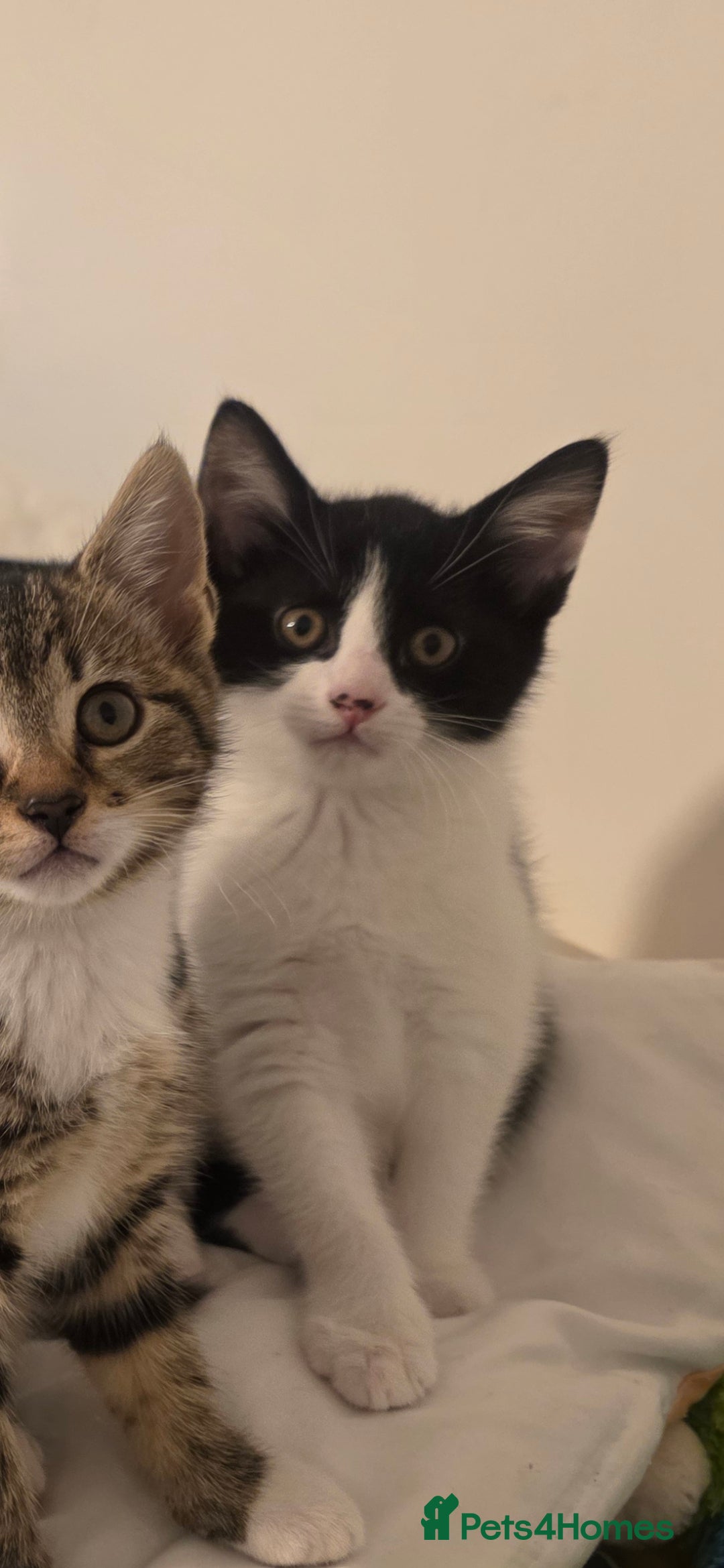 Mixed Breed cats 3 boys and 1 girl ready for new homes.  - Advert 19