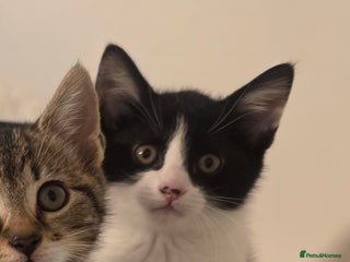 Mixed Breed cats 3 boys and 1 girl ready for new homes. - Advert 19