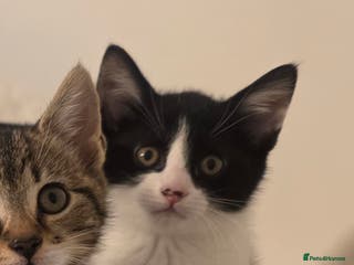 Mixed Breed cats 3 boys and 1 girl ready for new homes. - Advert 18