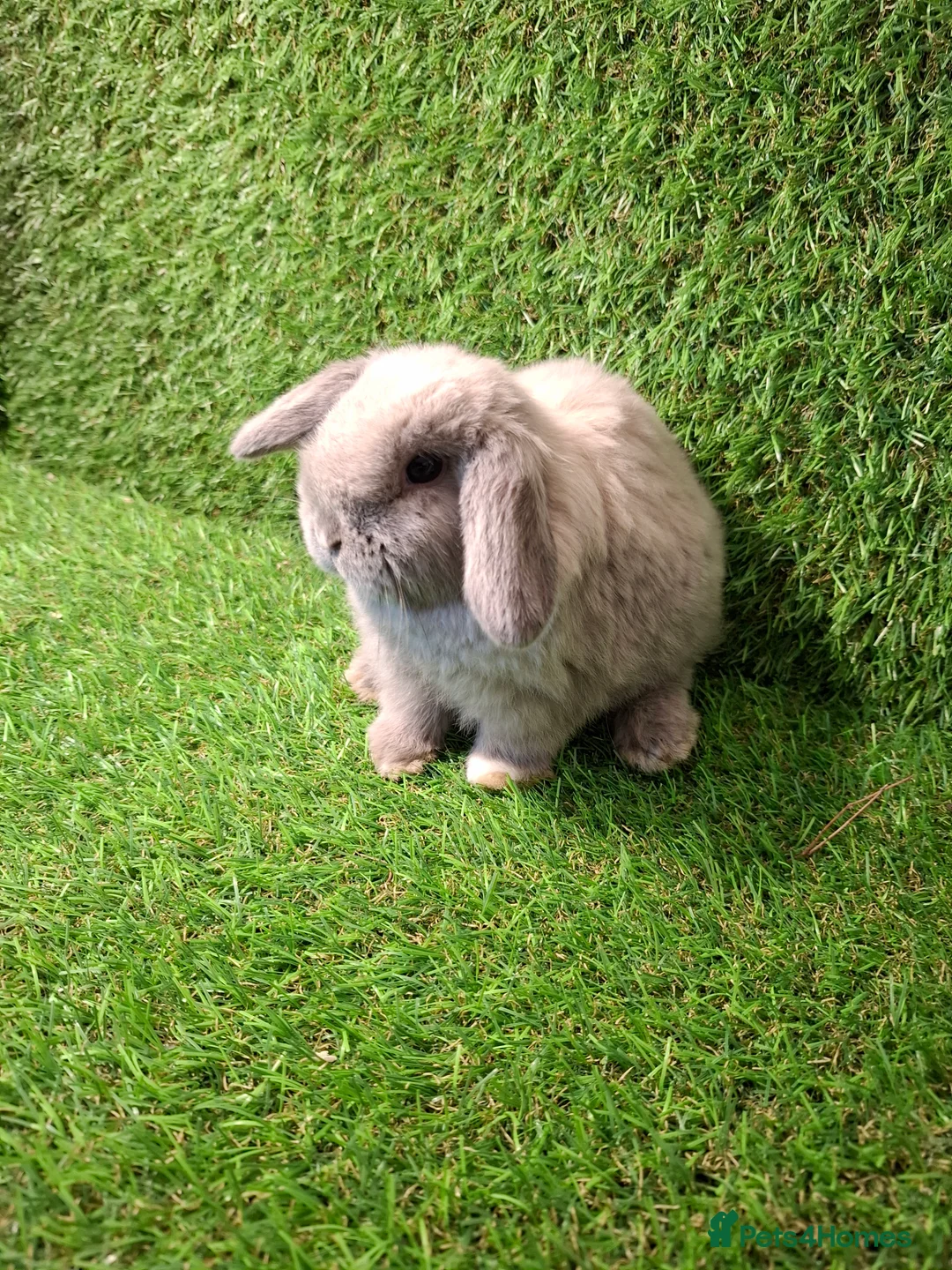 Mini Lop rabbits for sale: GIRLS GIRLS GIRLS - Advert 5