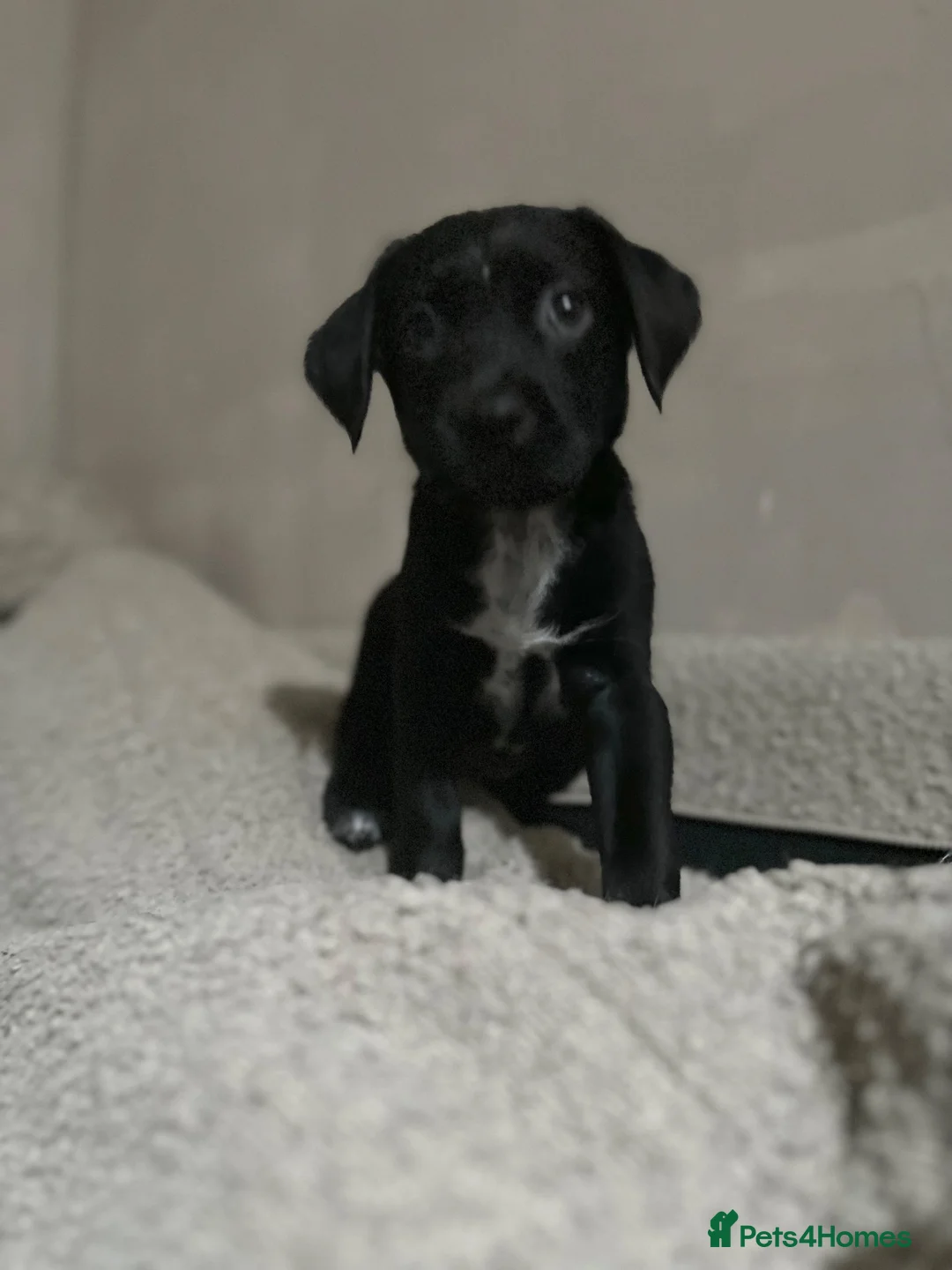 Mixed Breed dogs for sale: Rottweiler X Dalmatian spaniel  - Advert 9