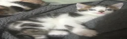 Mixed Breed cats for sale: 2 adorable male kittens in London - Advert 7