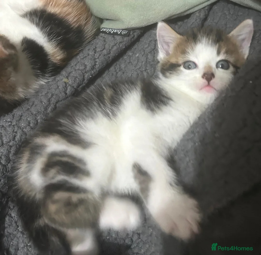 Mixed Breed cats for sale: 2 adorable male kittens in London - Advert 7