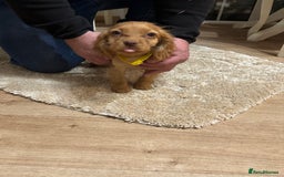 Cockapoo dogs for sale: Cockerapoos puppies - Image 1