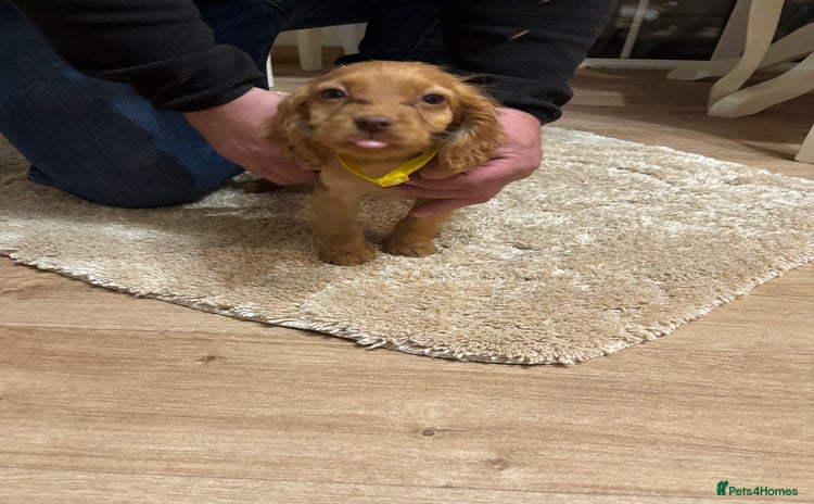 Cockapoo dogs - Advert 10