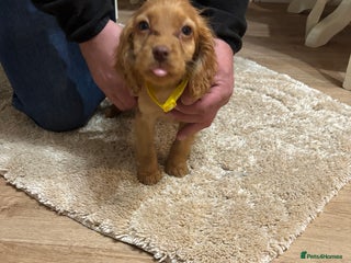 Cockapoo dogs - Advert 17