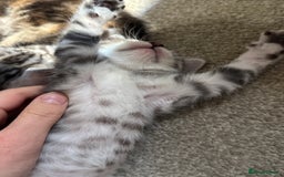 Maine Coon cats for sale: ✨2 Boys and 3 Girls Maine Coon kittens ✨🐾 - Image 28