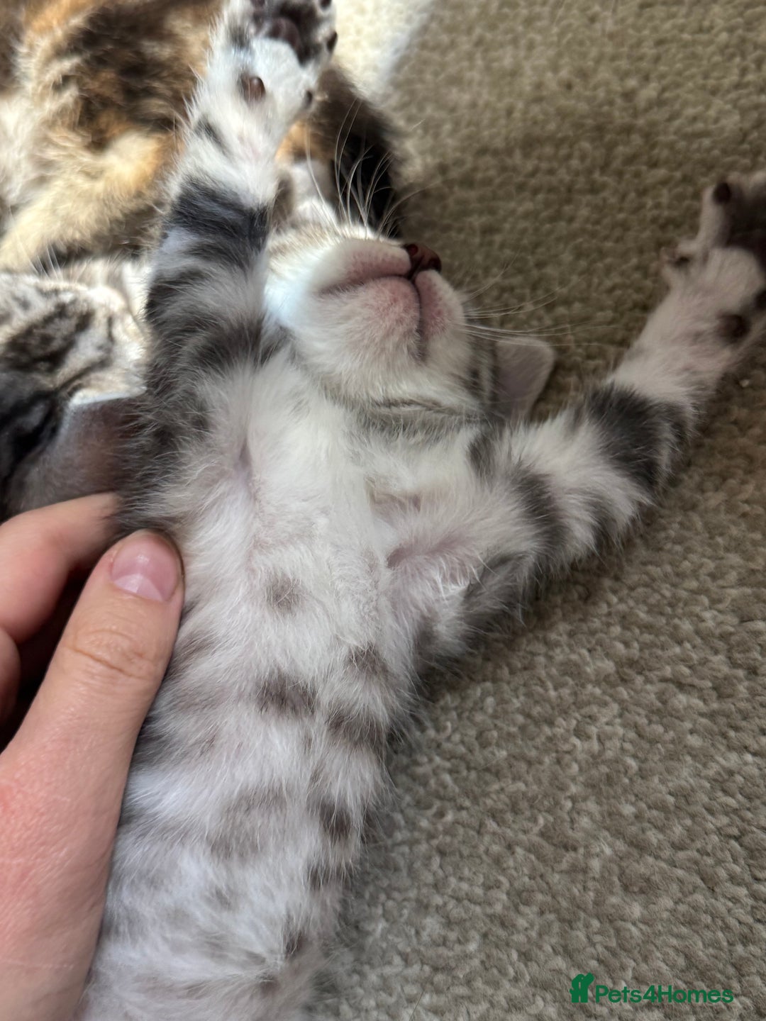 Maine Coon cats for sale: ✨2 Boys and 3 Girls Maine Coon kittens ✨🐾 - Image 28