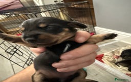 Miniature Dachshund dogs for sale: miniture dacshunds - Image 2