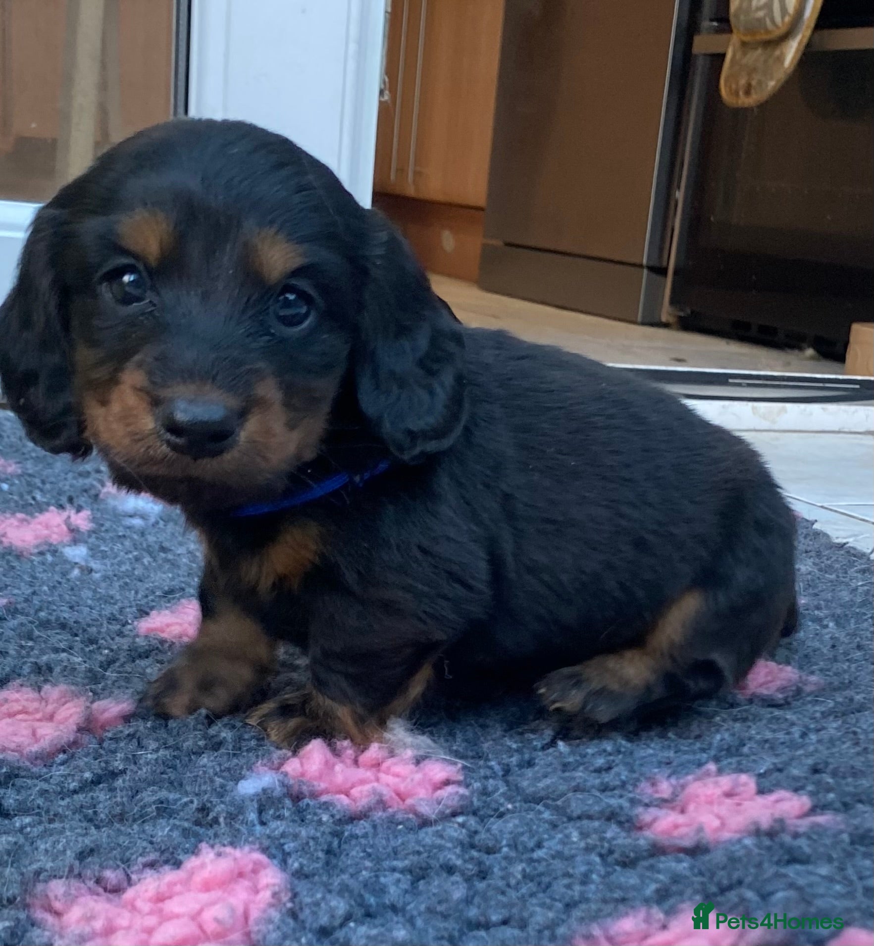 Dachshund dogs Long haired mini Daschund  - Advert 2