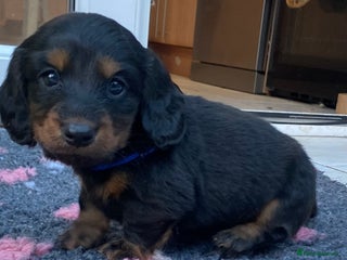 Dachshund dogs Long haired mini Daschund - Advert 2