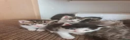 Mixed Breed cats for sale: 5 kittens for sale  - Advert 28