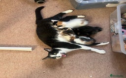 Mixed Breed cats for sale: 3 gorgeous kittens looking for forever home. - Image 8