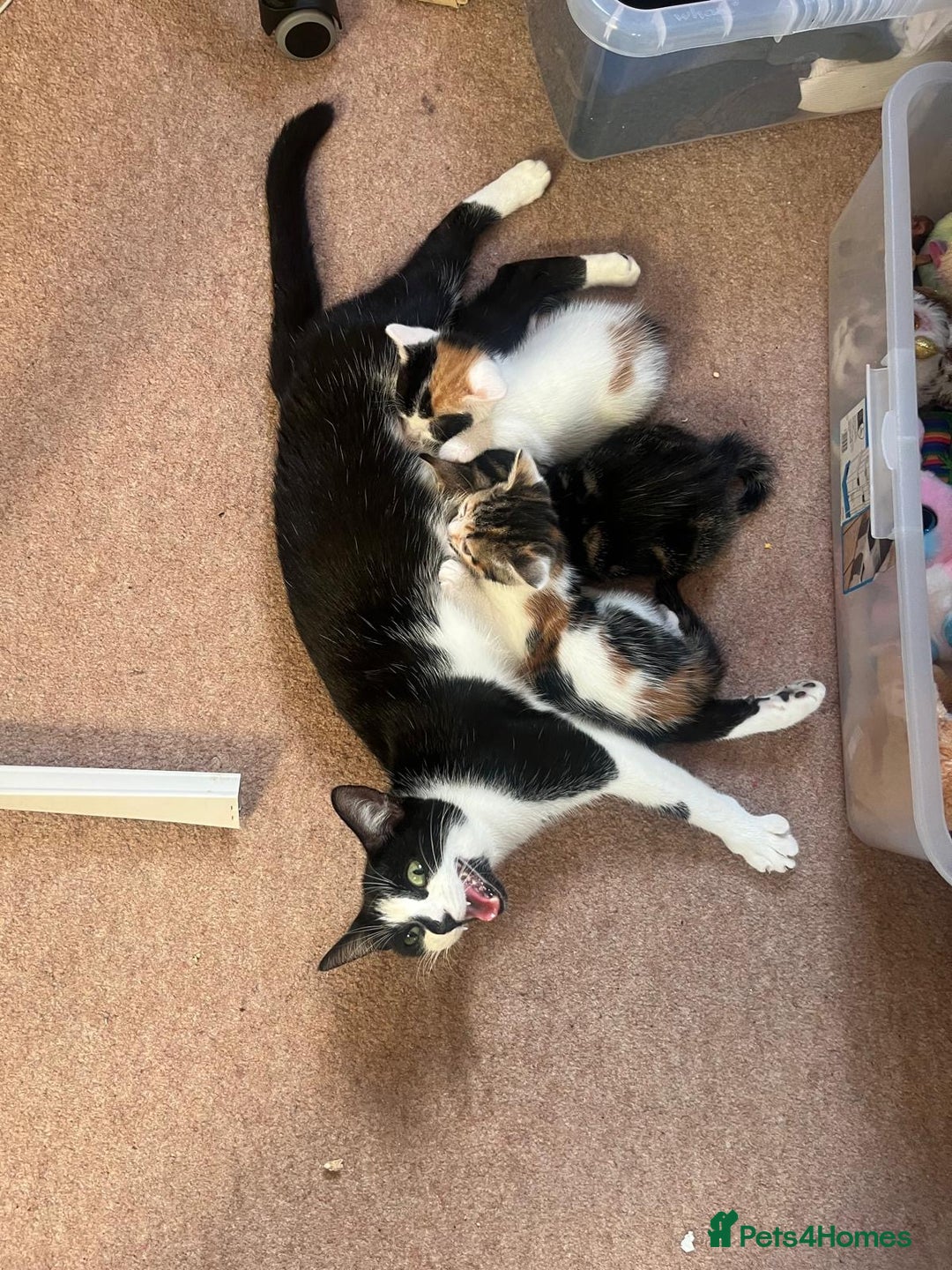 Mixed Breed cats for sale: 3 gorgeous kittens looking for forever home. - Image 8