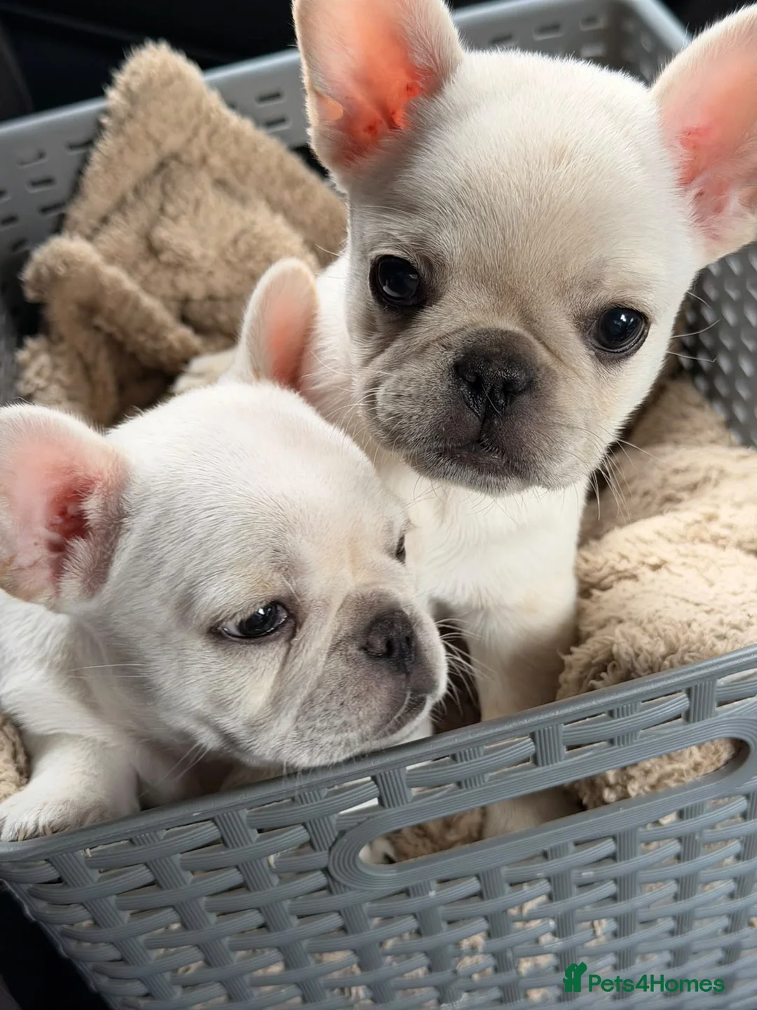 Frug dogs for sale: Beautiful frug girls for sale  in Ilkeston - Advert 7