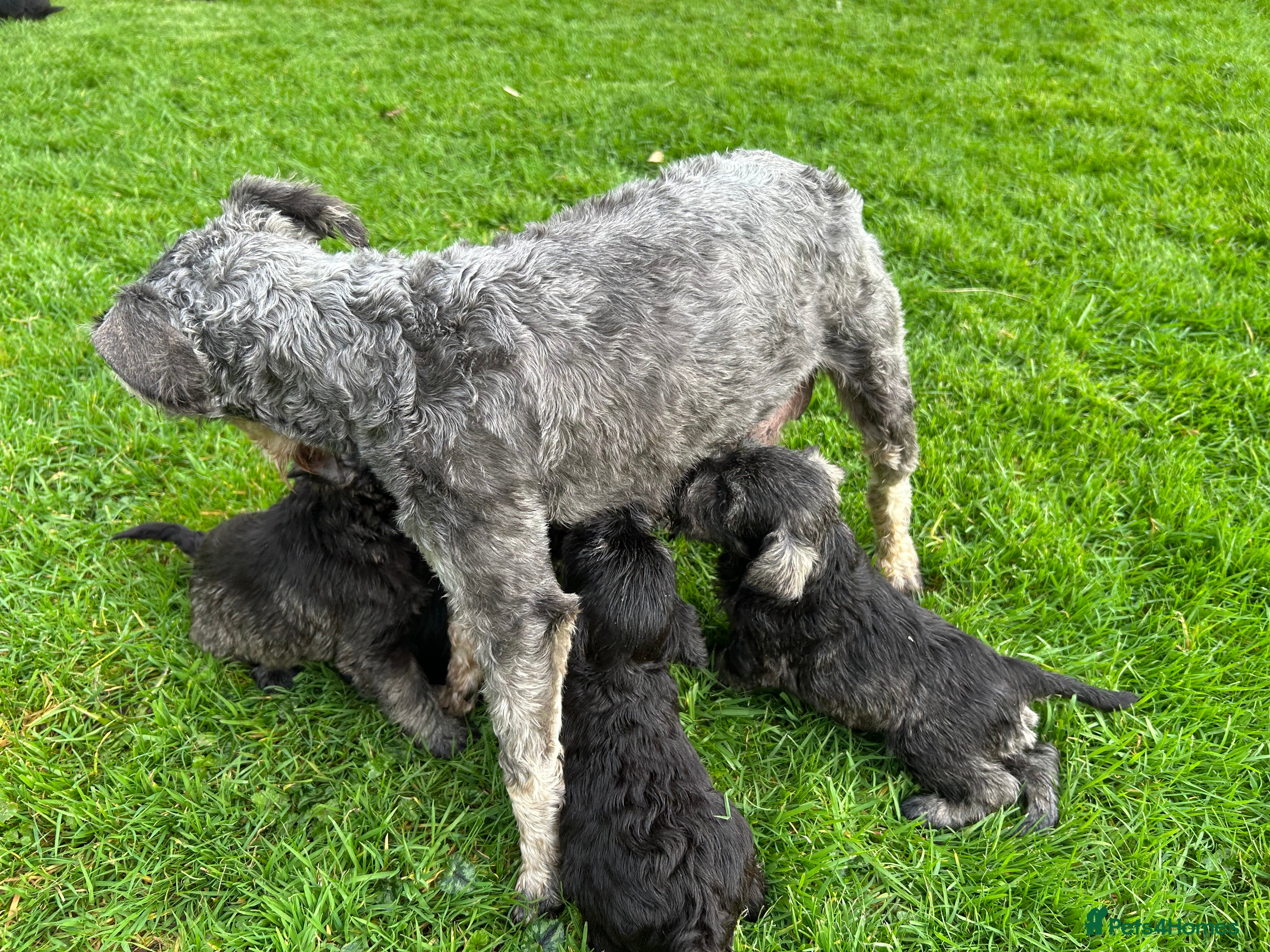 Miniature Schnauzer dogs Kc reg health checked gorgeous puppies  - Advert 1