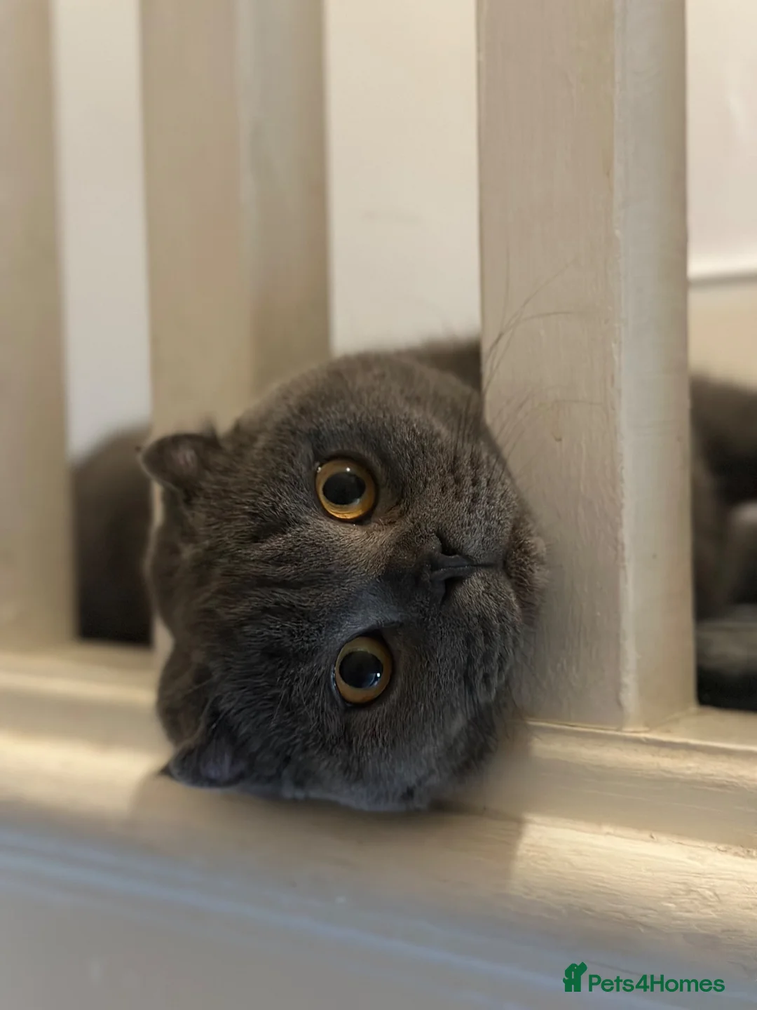 Scottish Fold cats for sale: Blue Scottish Fold - 3 years old - Advert 2