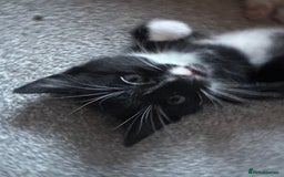 Turkish Angora cats for sale: Gorgeous Turkish Angora cross kittens  - Image 8