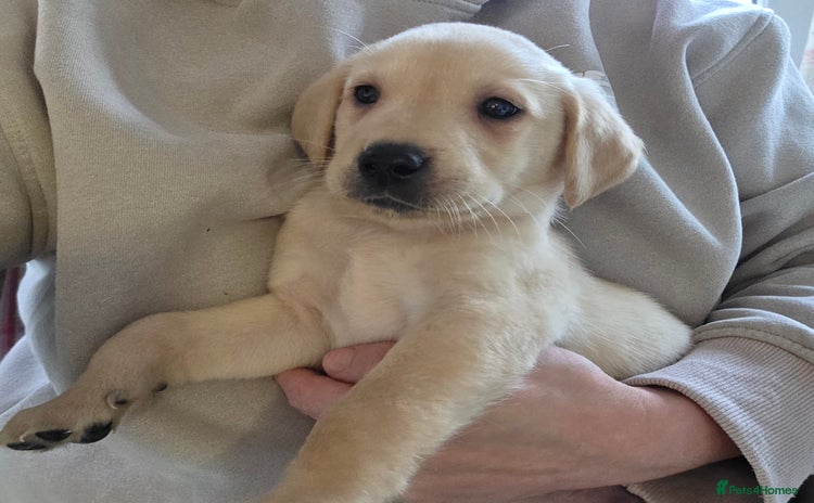 Labrador Retriever dogs - Advert 3