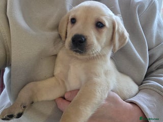 Labrador Retriever dogs - Advert 14