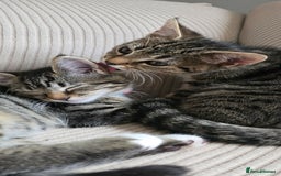 British Shorthair cats for sale: Two female shorthair kittens - must go together - Image 3