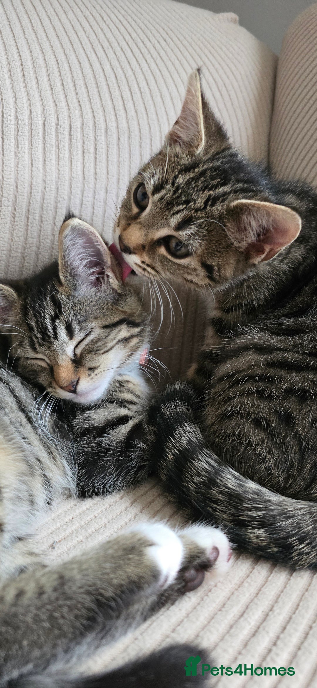 British Shorthair cats for sale: Two female shorthair kittens - must go together - Image 3