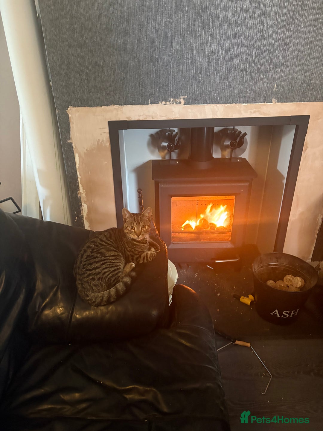 Mixed Breed cats for sale: 2 brothers - Image 1