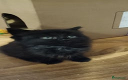 Domestic Shorthair cats for sale: 4 gorgeous kittens for sale ❤️ - Advert 9