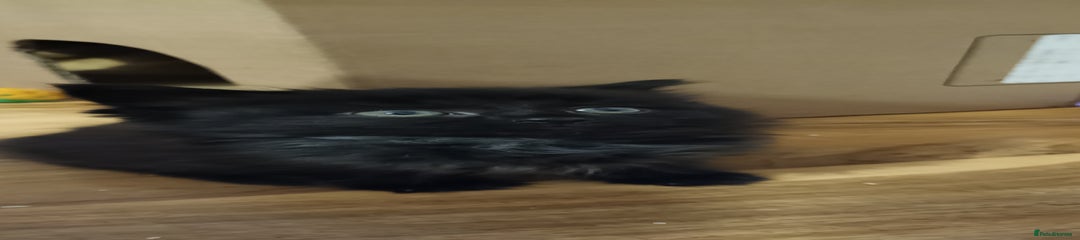 Black and grey boy 💙