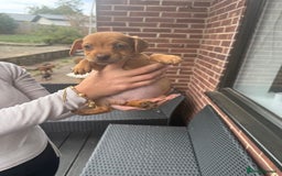 Patterdale Terrier dogs for sale: Patterdale fell terriers  - Image 13