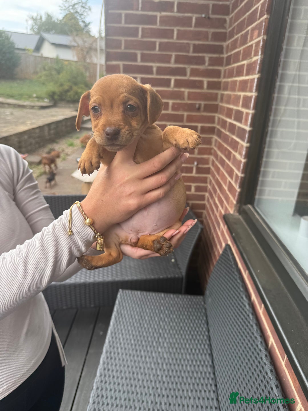 Patterdale Terrier dogs for sale: Patterdale fell terriers  - Image 13