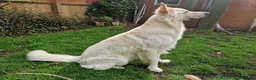 German Shepherd dogs for stud: White German Shepherd Dog - Stud - KC Registered - Advert 5