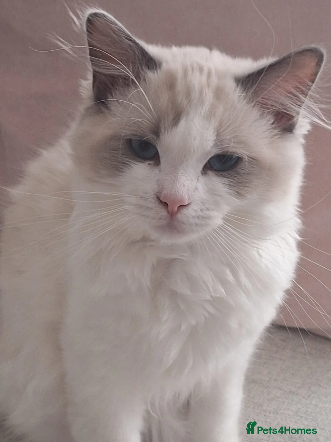 Ragdoll cats for stud: Stunning Blue Ragdoll Stud - Advert 9