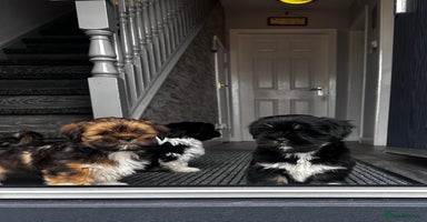 Lhasa Apso dogs in Carluke - Advert 1