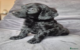 Cockapoo dogs for sale: F1b Cockapoo - ready this weekend - Image 22