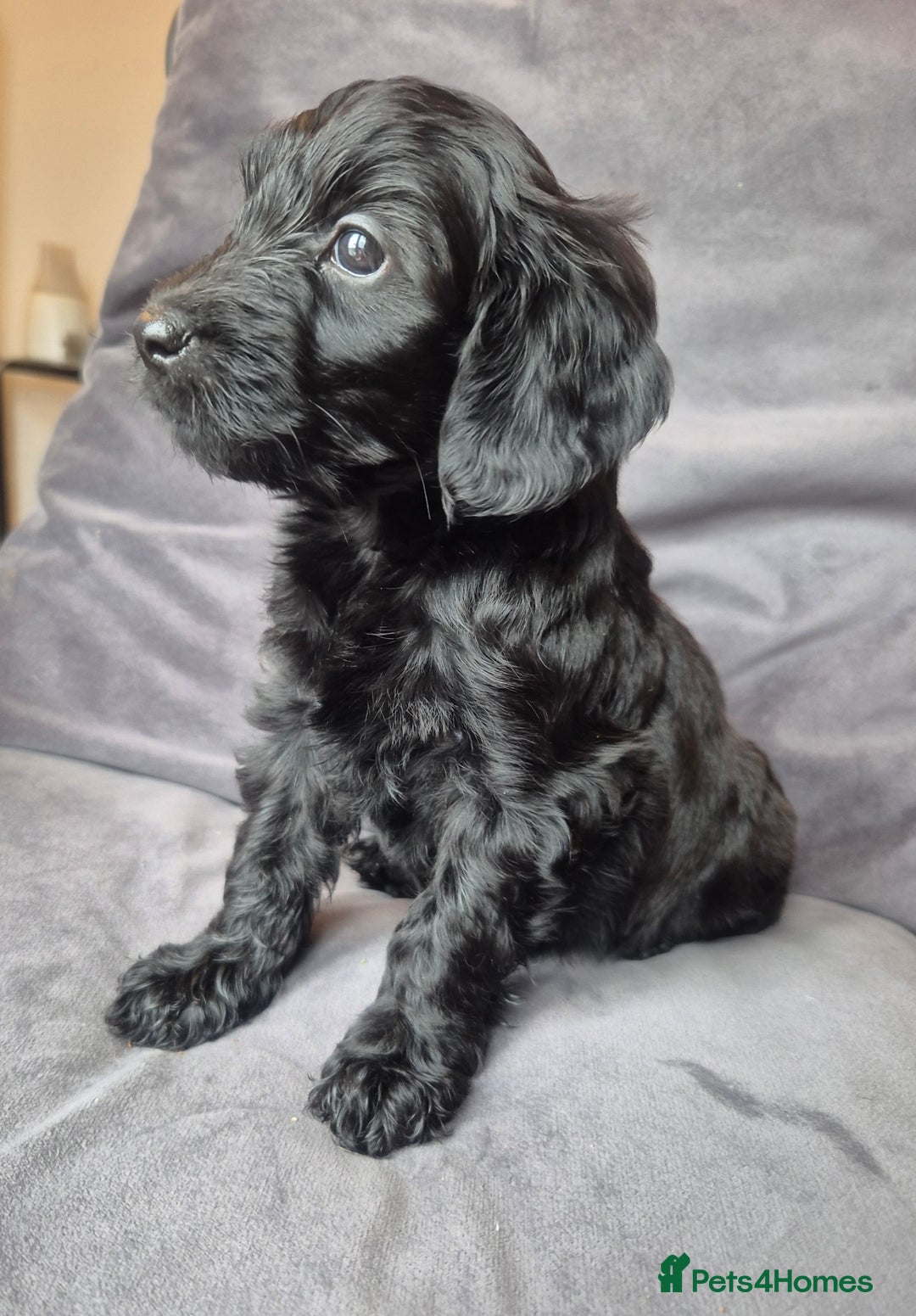 Cockapoo dogs for sale: F1b Cockapoo - ready this weekend - Image 22