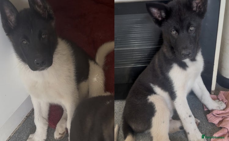 Akita dogs for sale - Advert 2