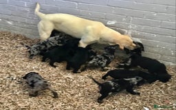 Cockerdor dogs for sale: AMAZING COCKERDOR/COCKADOR PUPPIES - Image 30