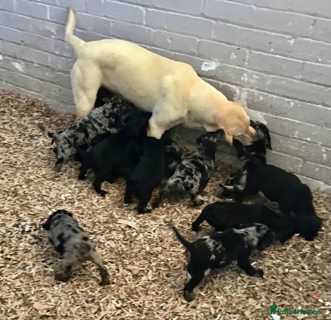 Cockerdor dogs for sale: AMAZING COCKERDOR/COCKADOR PUPPIES - Image 30