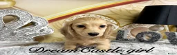 Miniature Dachshund dogs for sale: Ready to leave Kc long coat cream puppies  - Advert 9