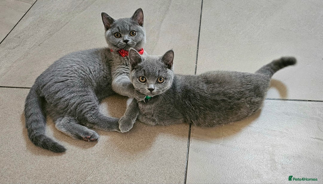 British Shorthair cats for sale: Pedigree British Blue shorthair Male Kittens 🐾 - Advert 1