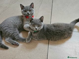 British Shorthair cats Pedigree British Blue shorthair Male Kittens 🐾 - Advert 11
