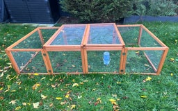 Mini Lop rabbits for sale: Mini Lop for Sale - Image 4