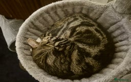 Domestic Shorthair cats for sale: Majestic Cat looking for a loving home - Image 9