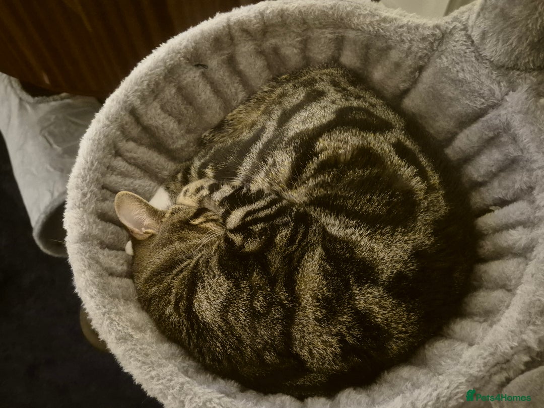 Domestic Shorthair cats for sale: Majestic Cat looking for a loving home - Image 9