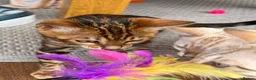 Bengal cats for sale: Pedigree Bengal kittens ready now - Advert 7