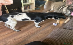 Mixed Breed dogs for sale: This is Oswald mix bread  - Advert 2