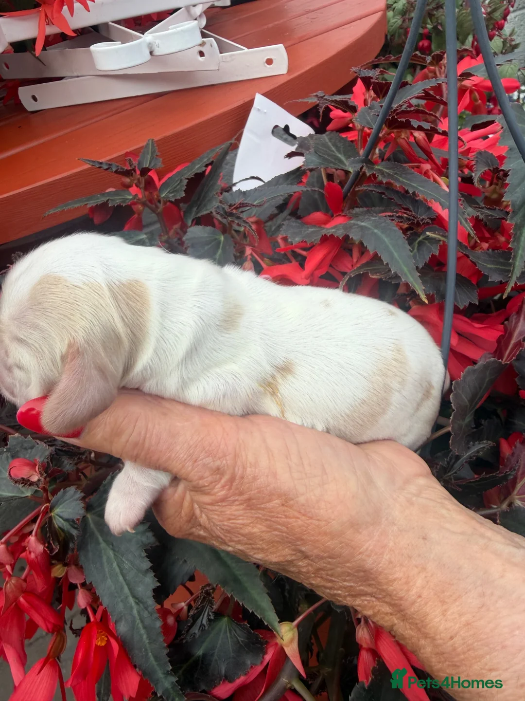 Cocker Spaniel dogs for sale: Show cocker spaniel pups ready now reduced price  - Advert 40
